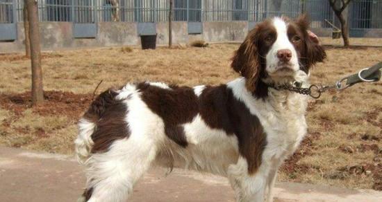 边境牧羊犬价格下降，为何养犬人数减少？（3个缺点影响边境牧羊犬养犬人数，你知道吗？）