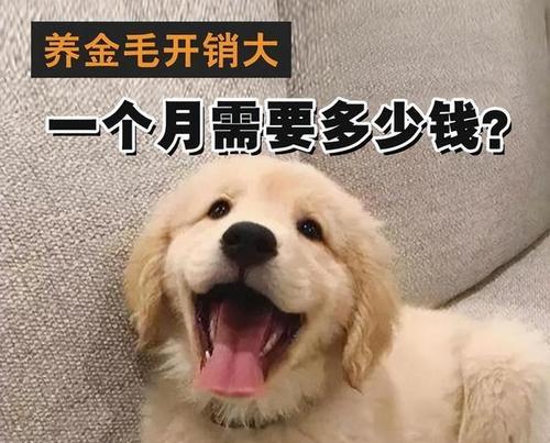 探究金毛犬的寿命及饲养方式（主人的饲养方式对金毛犬寿命的影响程度）