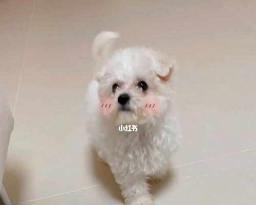 比熊犬的标准体重是多少？（了解比熊犬的体重标准及其重要性）