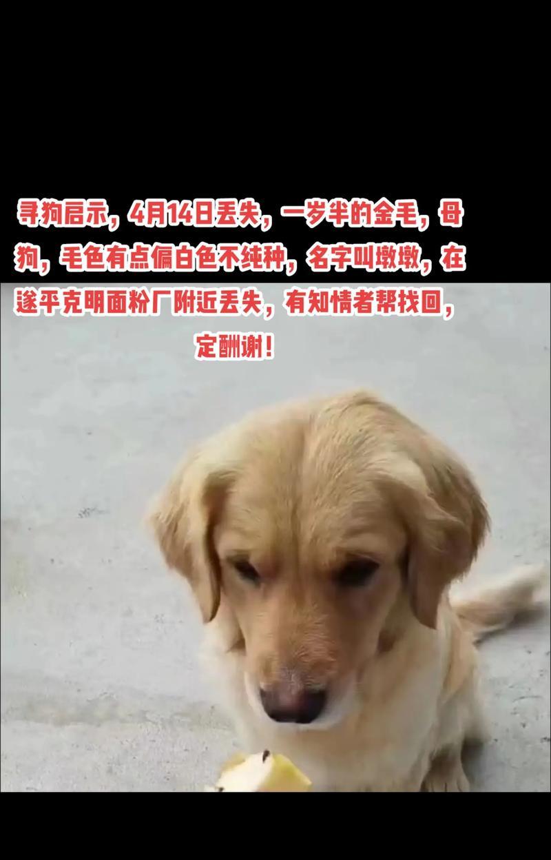 金毛犬的适龄喂养指南（金毛犬每个年龄段的饮食需求和建议）