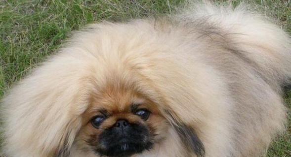 京巴犬（探索京巴狗的优缺点和养育现状）