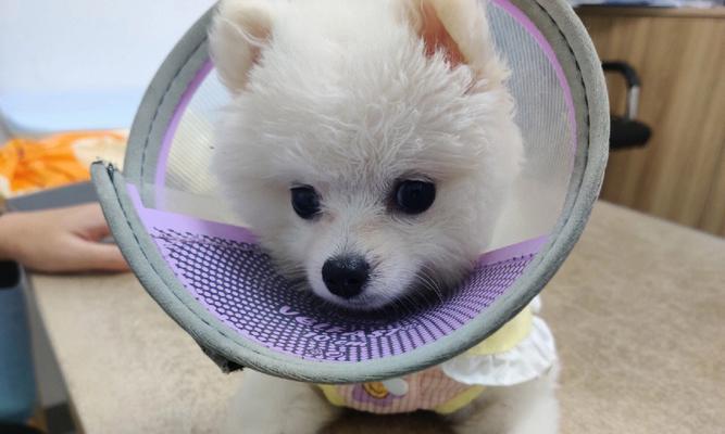 小狗养护指南（早发现早治疗，犬瘟不可小觑）
