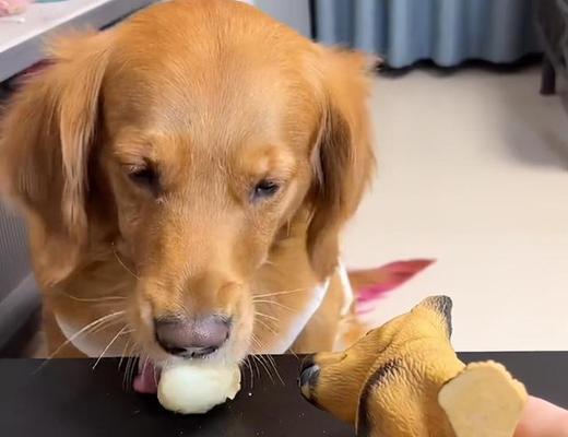 深入了解金毛犬的6个部位，让你成为它的最爱（探索金毛犬的亲密秘密，让你与它更加相互了解）