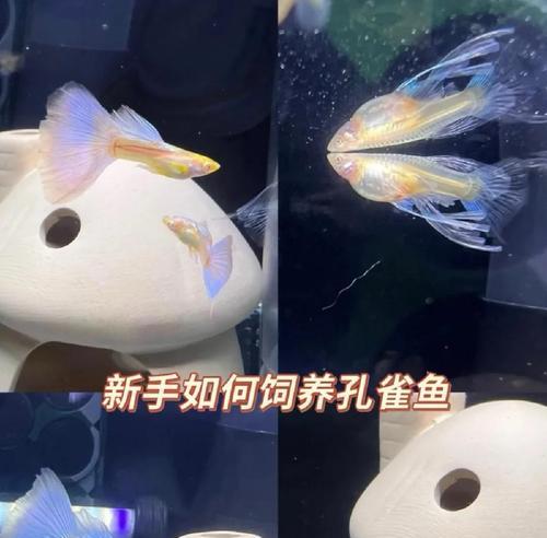 孔雀鱼养护技巧（掌握正确的饲养方法，让孔雀鱼健康快乐）