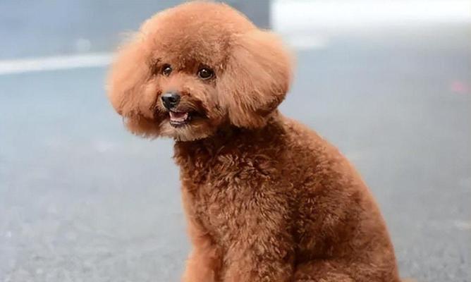 常见宠物犬品种及价格，让你一目了然（选择适合你的伴侣，从了解品种和价格开始）