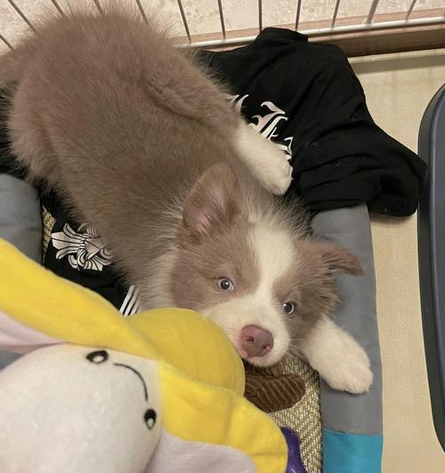 边牧犬（宠主应知道的边牧犬特质和养育要点）