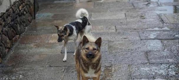 揭秘“中华田园犬”（探究中华田园犬身价低的原因及其历史渊源）