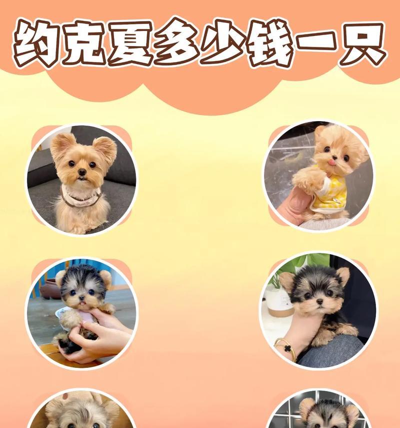 约克夏价格揭秘（探究约克夏幼犬的价格走势，为你解答选择的关键）