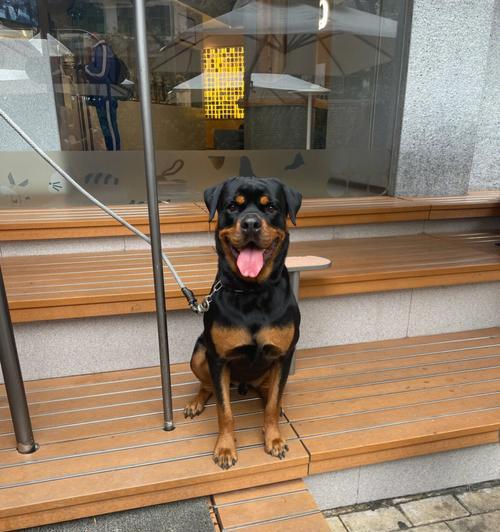 新手养犬指南（为新手提供适合养的大型犬品种以及如何选择）