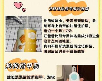 科学喂养比熊的新手家庭（培养健康快乐的比熊宠物，注意这3点！）