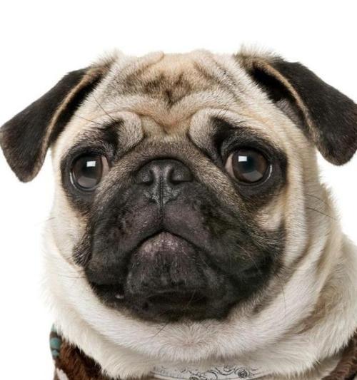 长期养巴哥犬（为什么长期养巴哥犬会让它的生命变得越来越短？）