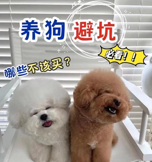 全面指南帮你成为比熊犬饲养专家