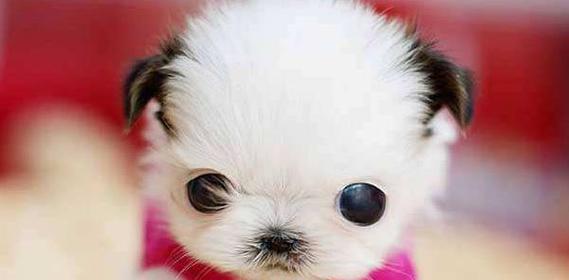 为什么不建议养茶杯犬？（茶杯犬的健康问题及养殖行业的负面影响）