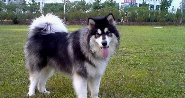 如何正确喂养阿拉斯加雪橇犬（每天几顿饭最合适？为了它的身体健康，请谨慎对待每一餐）