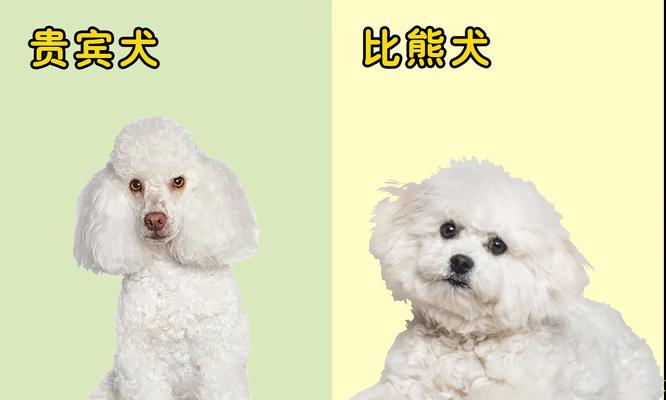 比熊犬的合理喂养（如何确定比熊犬每顿应该吃多少？）