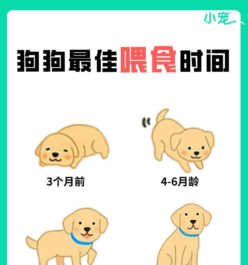 宠物狗的日常饮食需求（以一只狗狗每天需要摄入多少食物为例）