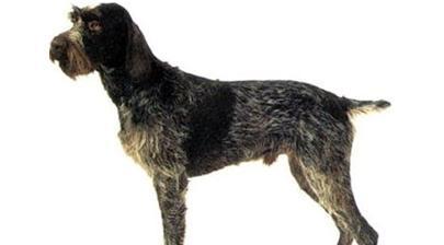 萨摩耶犬的身高特征（揭秘萨摩耶犬的身高范围及特点）