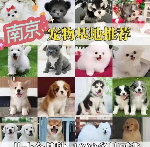 正确喂养两个月大的博美宝宝（合适的狗粮喂养量及方法）