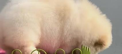 如何养育两个月大的松狮幼犬？（宠物狗养育指南——松狮幼犬的关键点）