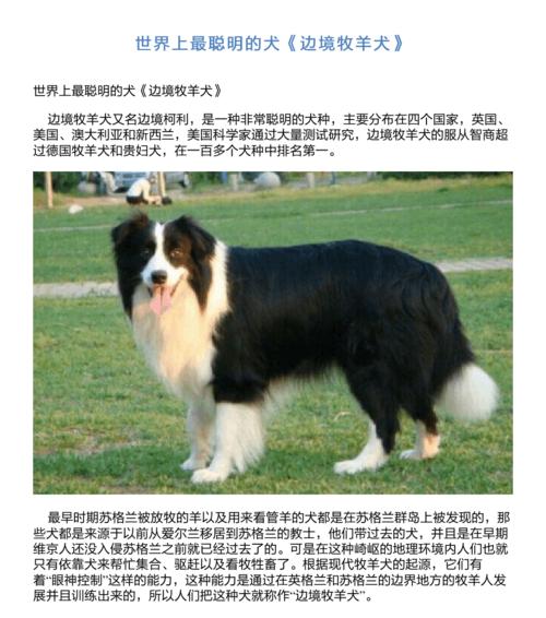 边境牧羊犬的黄金配比饮食表（了解边境牧羊犬的饮食需求，给它们提供最佳营养）