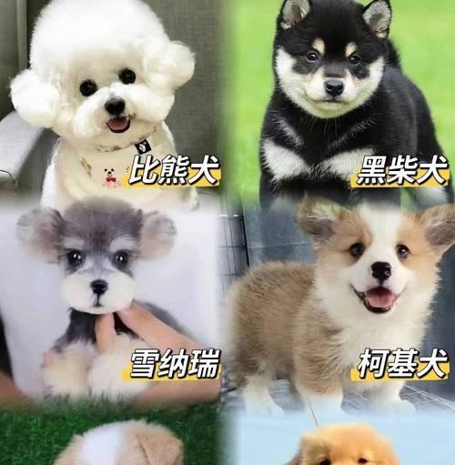 金毛犬各个阶段的饲养方法（如何科学地照顾金毛犬，让它健康成长）