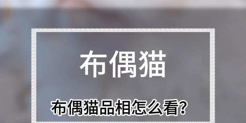 布偶猫的品相如何判断？（了解布偶猫的品相指标及其关键因素）