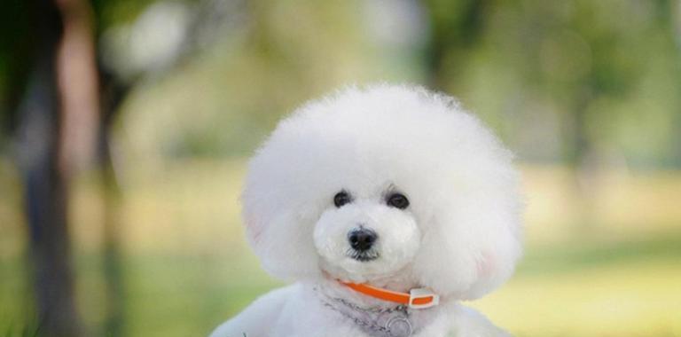 熊犬饲养要点（掌握7种饲养要点，让你的熊犬健康活力四溢）