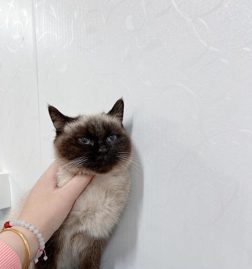 重点色布偶猫价格之谜（探究重点色布偶猫价格低廉的原因及其影响）