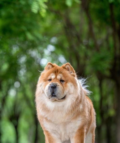 如何正确照顾松狮犬，让它过上幸福健康的生活（了解松狮犬的特点及饲养技巧，让你成为理想的松狮犬主人）
