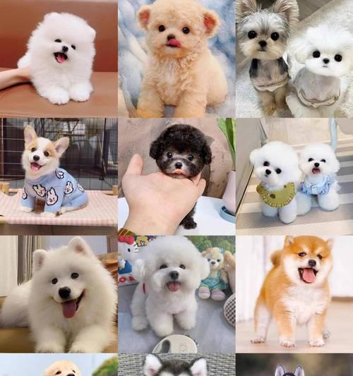 阿拉斯加多少钱一只？了解阿拉斯加幼犬的养育要点（探寻阿拉斯加幼犬市场价格及养育技巧）