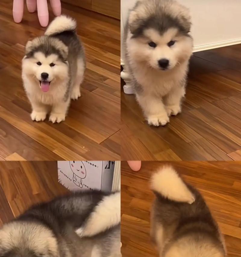 关于阿拉斯加幼犬的饮食需注意事项（合理的饮食量和注意事项）