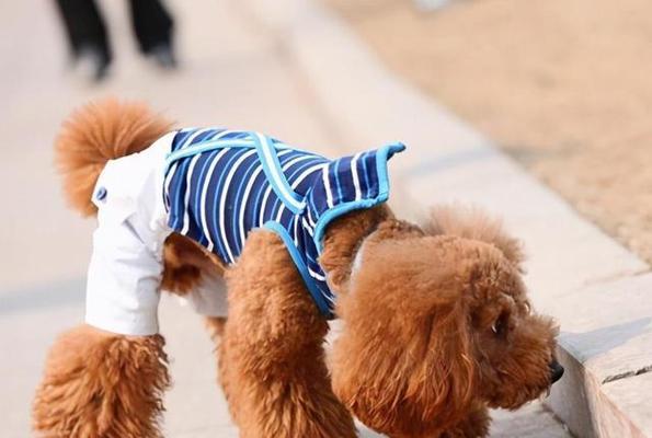 贵宾犬冬天是否需要穿衣服？（解析贵宾犬对寒冷的适应能力及衣物保暖的必要性）
