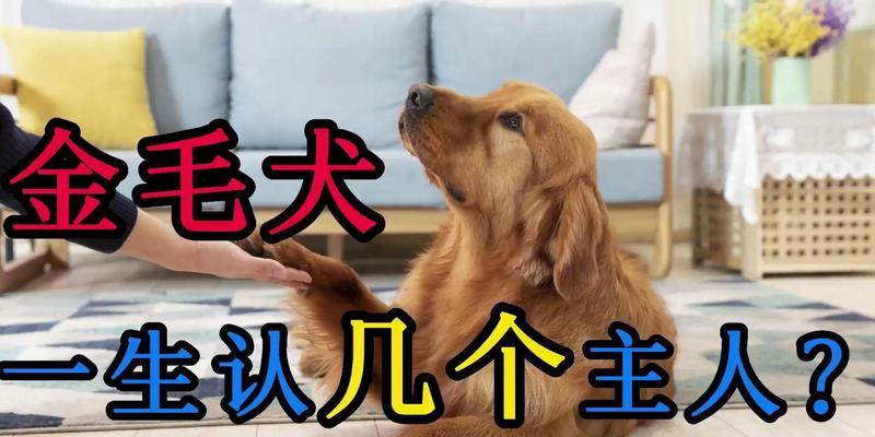 金毛犬的生命周期（金毛犬成长的关键阶段，了解每个阶段的特点和需求）