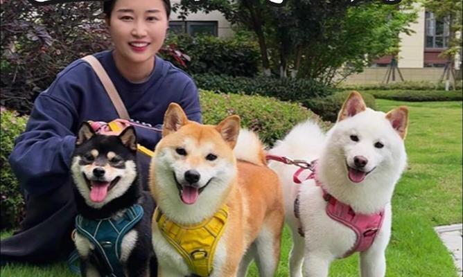 柴犬的价格与颜色多样性（了解柴犬的价格区间和常见颜色）