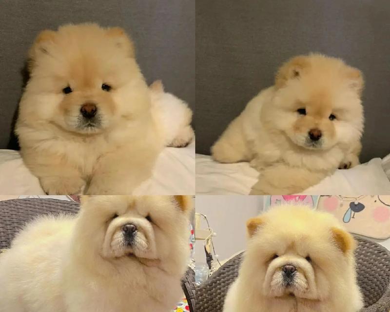 纯种松狮价格和特点解析（幼犬松狮与藏獒的区别及选择建议）