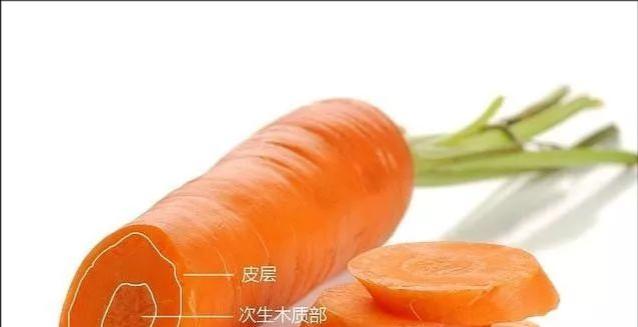 泰迪吃胡萝卜的利弊解析（泰迪爱吃胡萝卜，但需注意中毒风险）