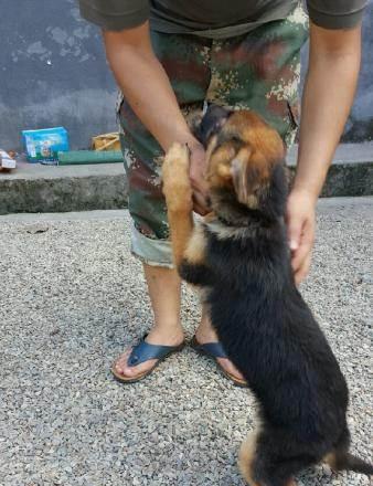 德国牧羊犬价格跌破低价，为何鲜有人饲养？（德国牧羊犬市场变动，人们对其饲养需求下降）