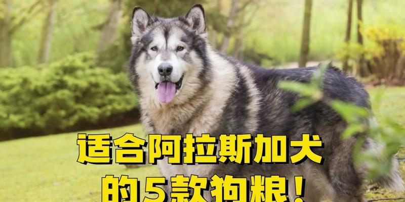 成年阿拉斯加狗一天吃多少狗粮？（了解阿拉斯加狗的饮食需求，健康喂养你的狗）