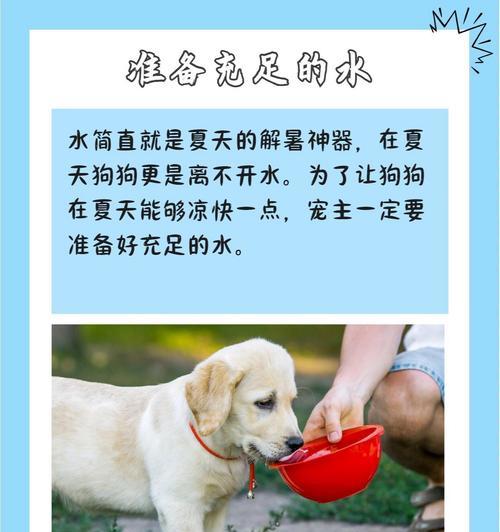 如何帮助狗狗降温？（应对狗狗身体过热的六种表现）