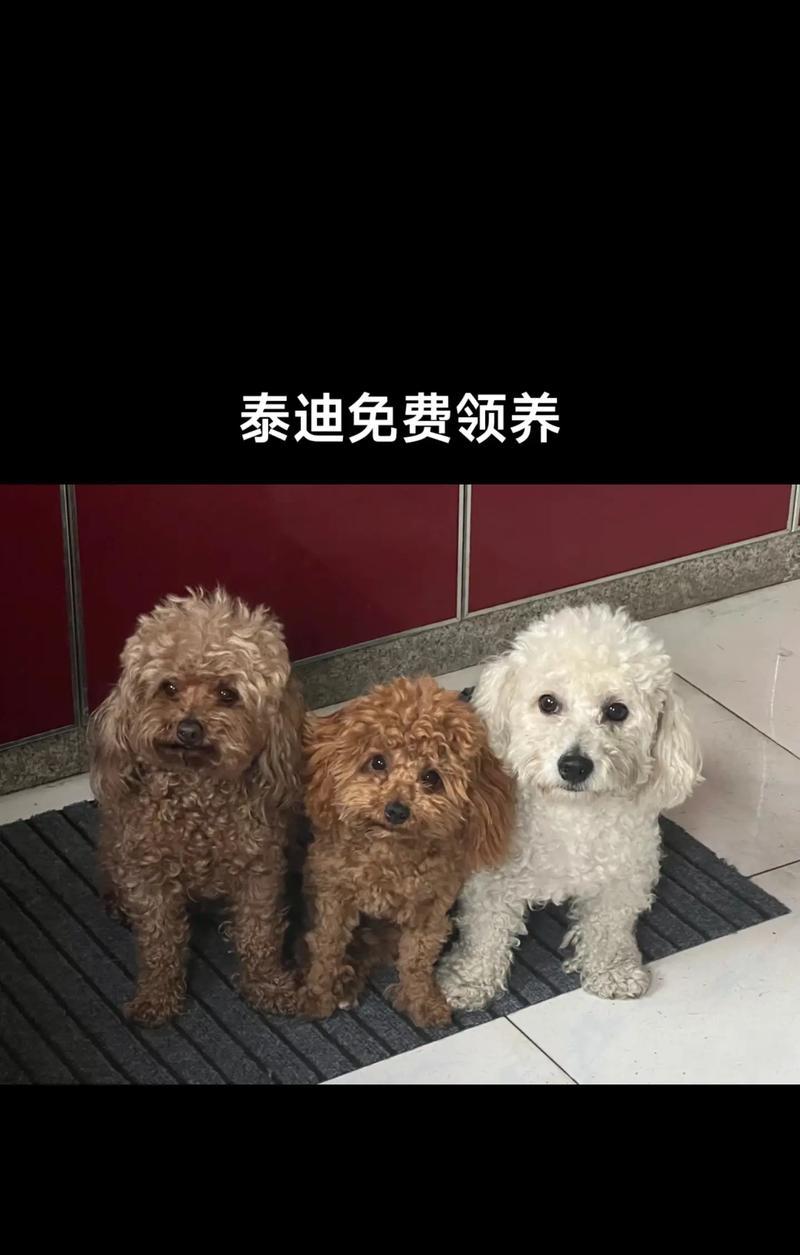 养泰迪需要注意的8件事（为了狗子的幸福生活，主人必须知道的关键事项）