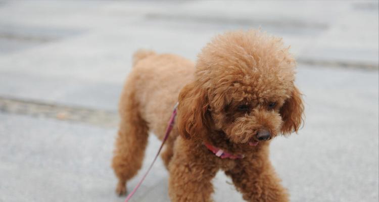 泰迪犬（探究泰迪犬价格的因素及其市场现状）