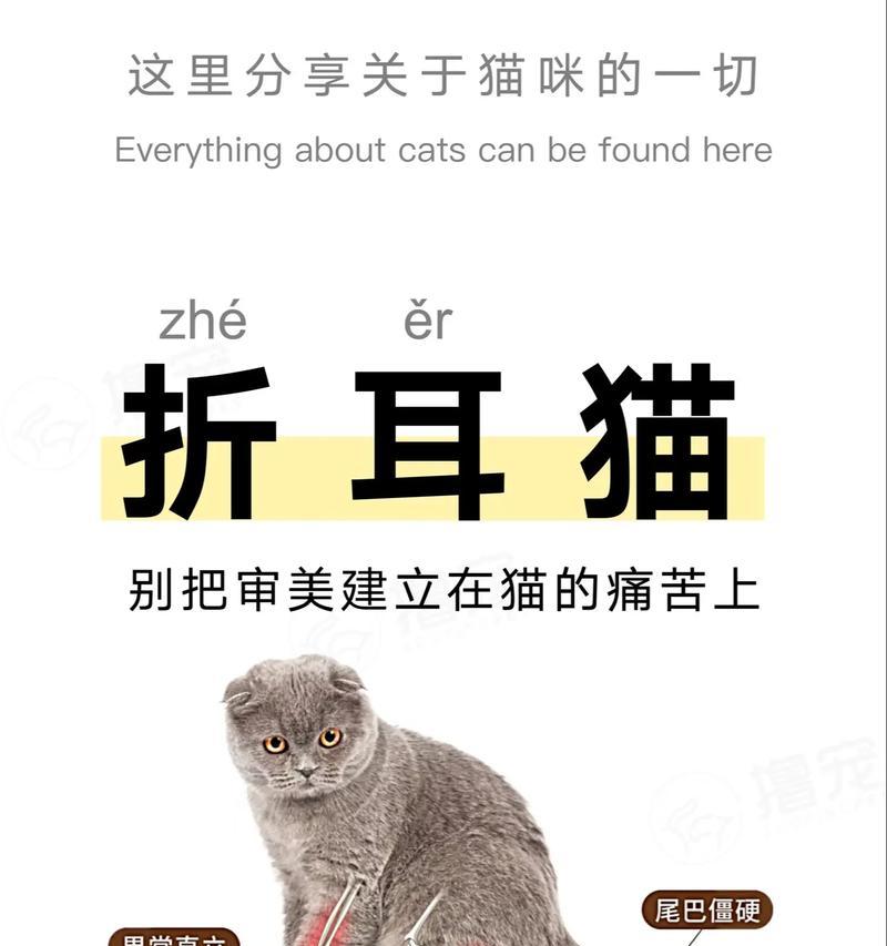 为什么不建议养折耳猫？（了解折耳猫的健康问题和特殊需求）