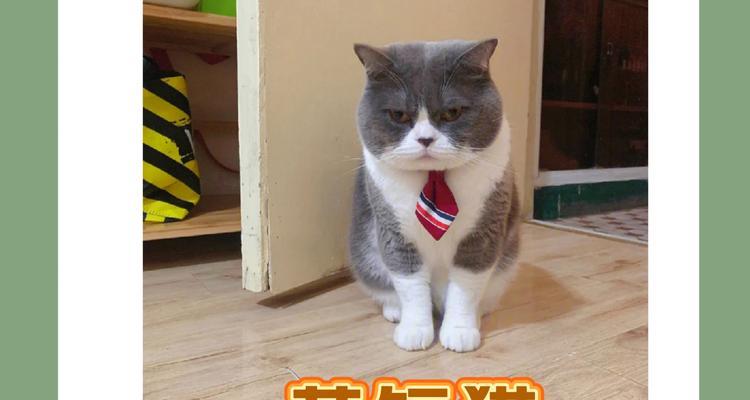 英短与美短（探秘英国短毛猫与美国短毛猫的特点与魅力）