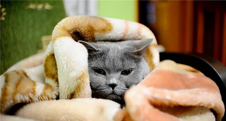 猫咪出现以下现象，赶紧给它保暖吧！（寒冷天气下的猫咪保暖必读）