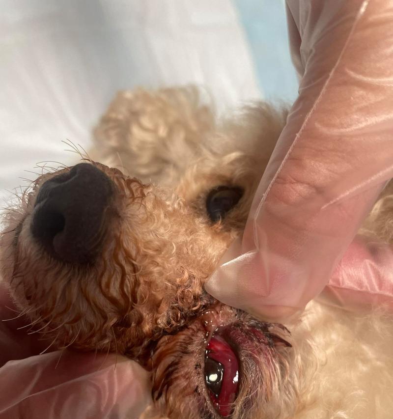 比熊犬生命结束前的表现（关注比熊犬最后时刻的细节）