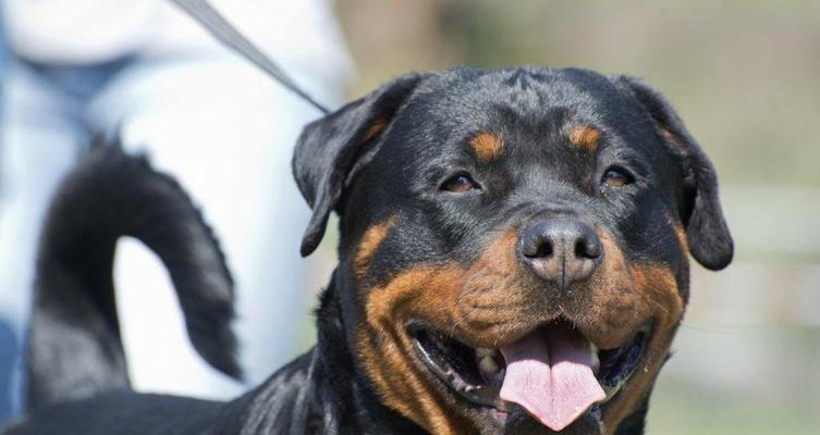 揭秘世界最贵的十个犬品种（豪华宠物市场震撼价位，你还敢养狗吗？）