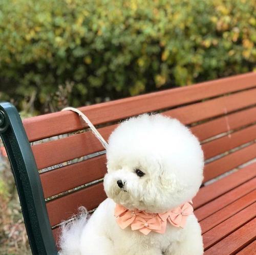 爱狗人士必看！比熊犬的饲养要点（打造幸福比熊犬家庭，掌握这5个要点！）