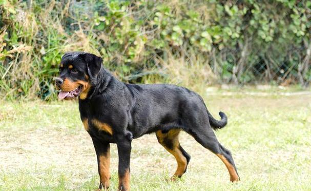 了解养罗威纳犬的6大坏处，考虑是否敢养？（罗威纳犬的性格特点、训练需求和养护要求）