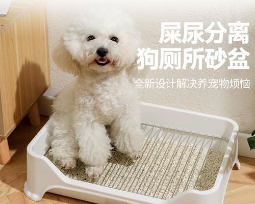 如何训练泰迪定点大小便（有效训练方法及技巧）