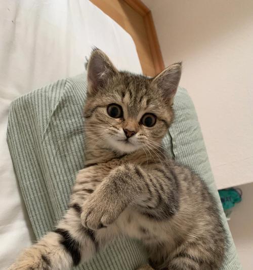 珍惜与短暂相伴的猫咪，享受美好的时光（探讨猫咪寿命短暂的原因与如何珍惜它们的陪伴）
